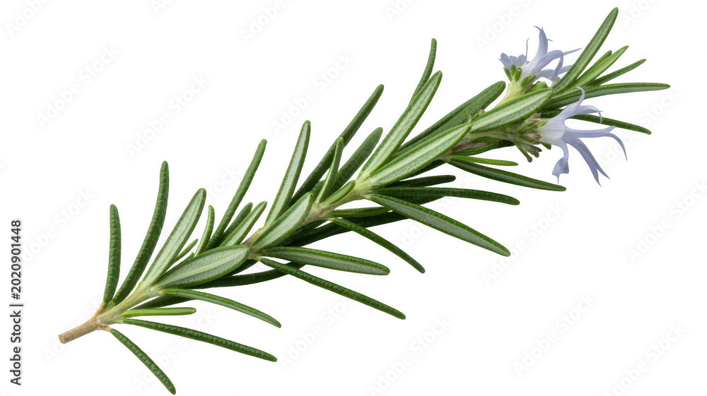 Obraz premium Fresh green rosemary sprig with small pale blue flowers isolated on a plain white background isolated on a transparent background