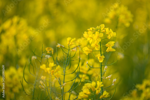 Cuadro en lienzo Stell dir vor, der Himmel hätte seine Sterne verloren und sie wären als goldene Blüten auf die Erde gefallen