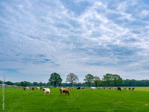Cows in a meadow near Maashorst Noord-Brabant province, The Netherlands ||| Koeien in een wei bij Maashorst