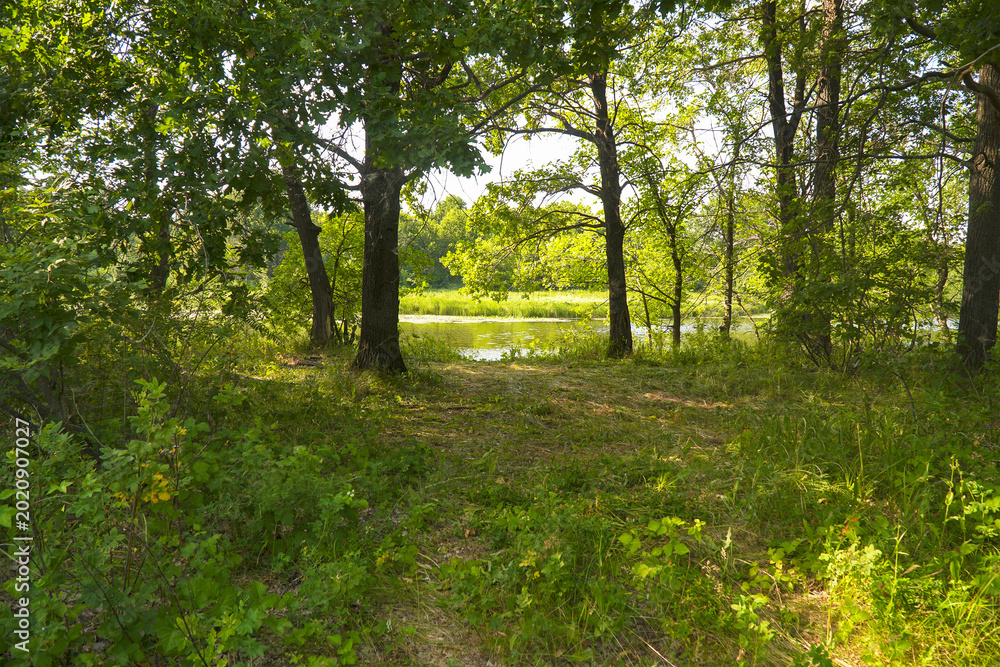Φωτογραφία A summer forest glade in front of a river or lake