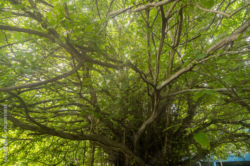 Fototapeta premium Majestic Tree Canopy: Behold the breathtaking panorama of a colossal tree, its sprawling branches adorned with vibrant green foliage, offering a mesmerizing glimpse into the heart of nature's beauty.