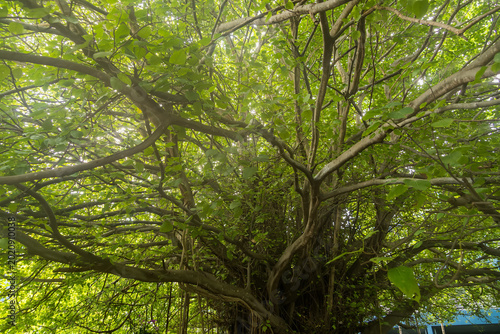 Fotografia Majestic Tree Canopy: Behold the breathtaking panorama of a colossal tree, its sprawling branches adorned with vibrant green foliage, offering a mesmerizing glimpse into the heart of nature's beauty