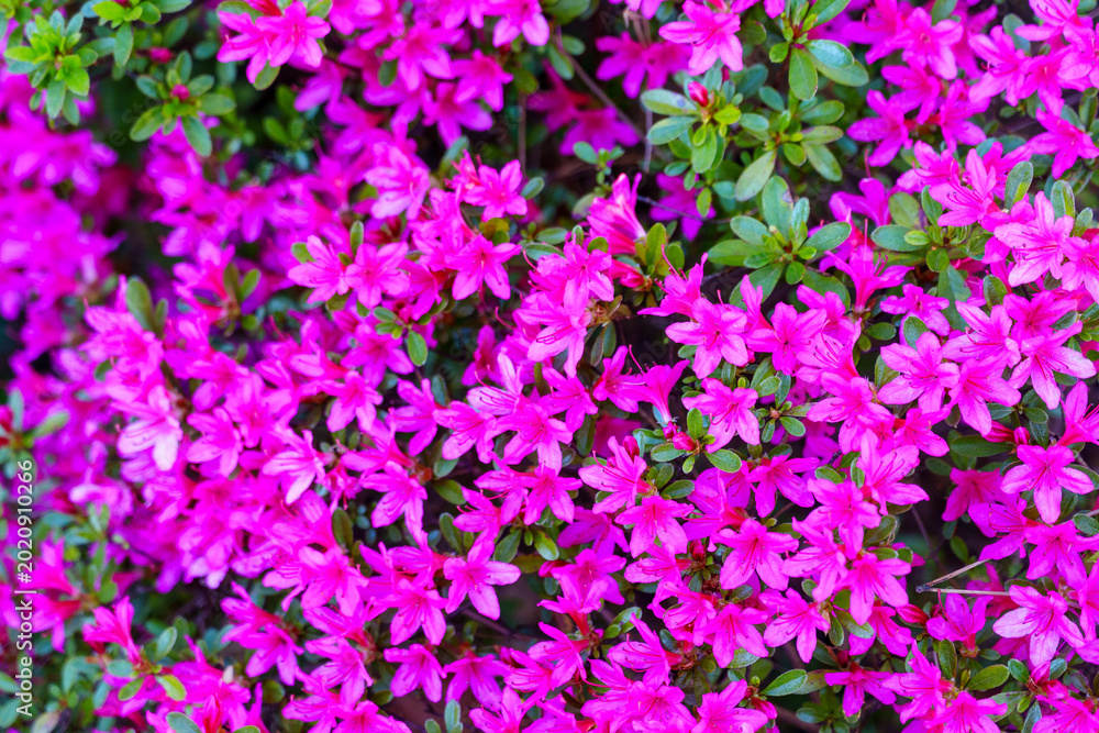 Obraz premium Vibrant pink azalea flowers in full bloom with fresh green leaves in a spring garden.