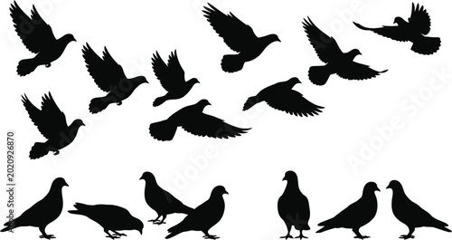 Canvas Print Black silhouettes of pigeons flying and standing, against a white background, bi