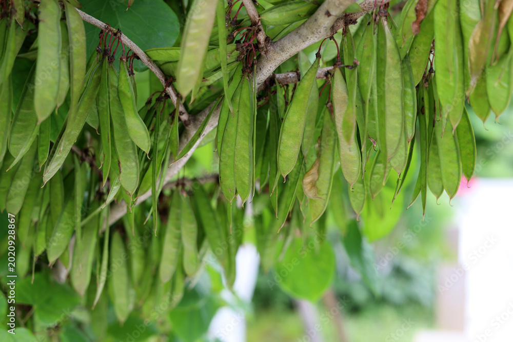 Obraz premium Green seed pods of Cercis canadensis or Eastern Redbud tree on a branch.