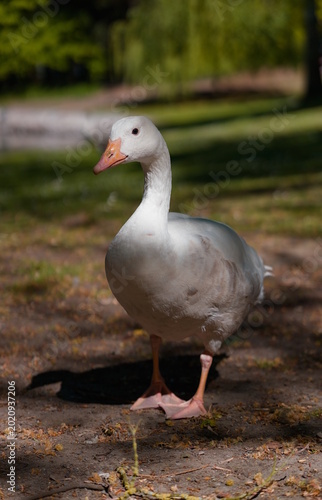 White goose in an urban park