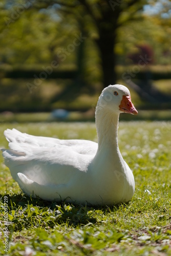 Goose on a sunny day