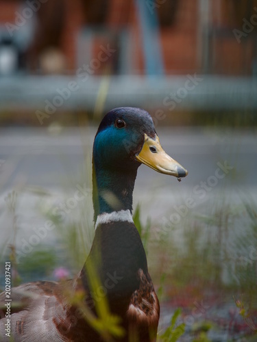Duck in an urban setting