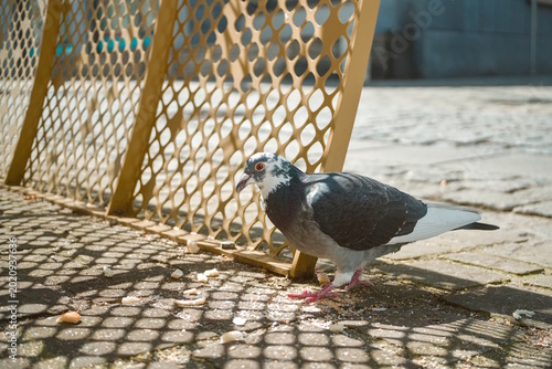 City pigeon eating crumbs besides a bench