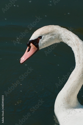 White swan floating on vivid water