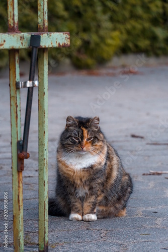 Cat sitting next to a gate in an urban environment