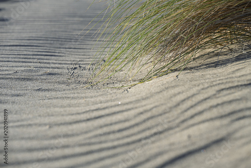 Beach grass on sandy dunes with wind patterns on the ground at the coast of Tuscany, Italy