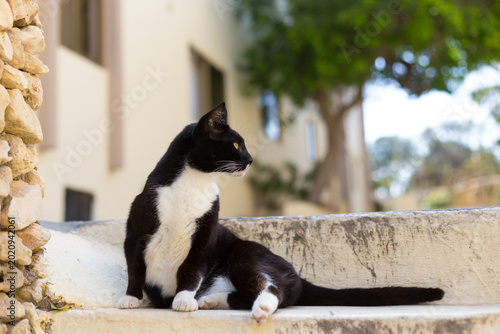 Photography A black and white cat sitting on a stone wall in Malta's historic district
