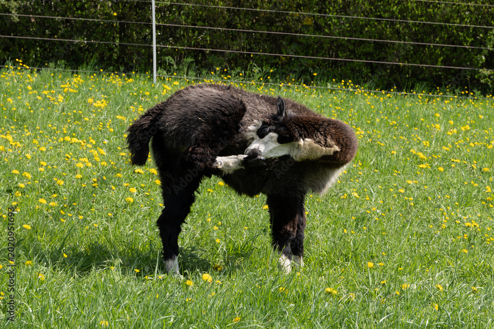 Naklejka premium alpaka tier natur lama