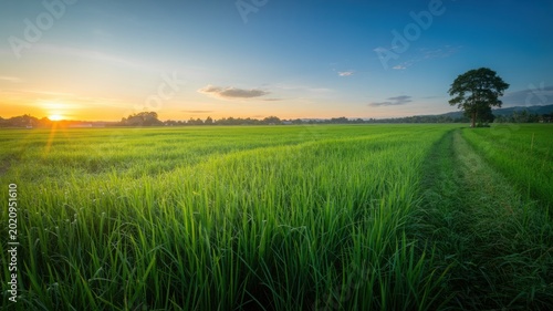 Green rice field, sunset landscape, rural scenery, natural beauty