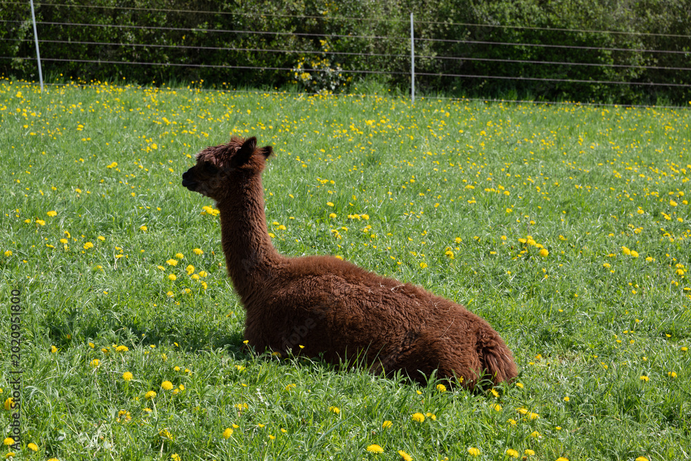 Naklejka premium alpaka tier natur lama