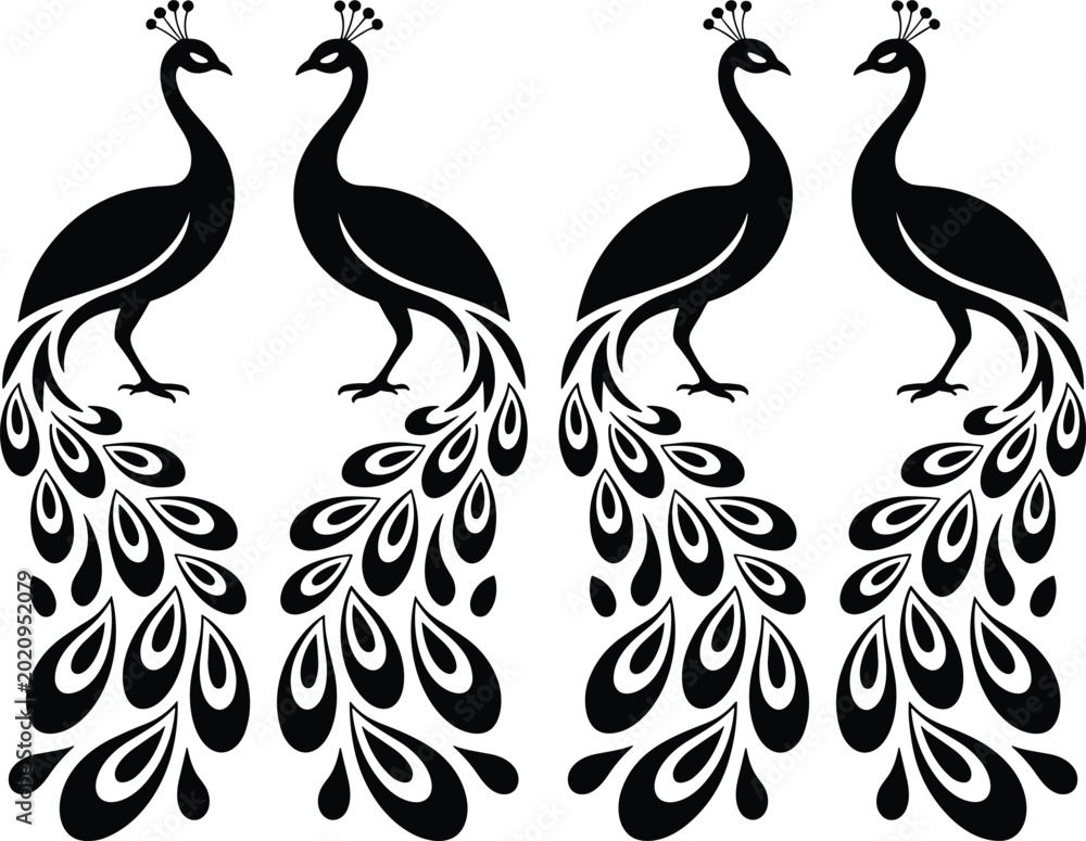Fototapeta premium Four Black and White Peacock with Detailed Feathers