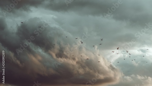 Dramatic Storm Clouds Gathering with Birds Flying.