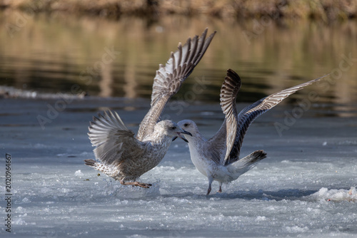 Photos Juvenile seagull with aggressively defending a fish carcass on a frozen pond