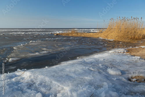 Billede på lærred The Curonian Lagoon in spring with melting ice and dry reeds under a clear blue