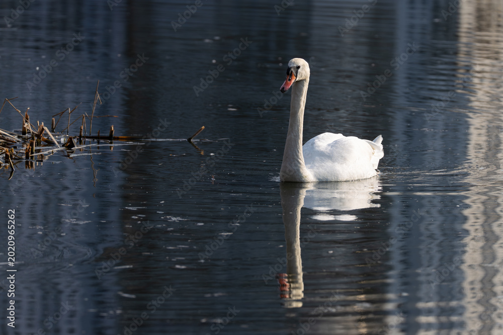 Fototapeta premium Swan swim among the reeds on the lake