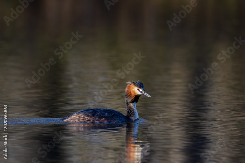 Great crested grebe swimming on calm lake surface