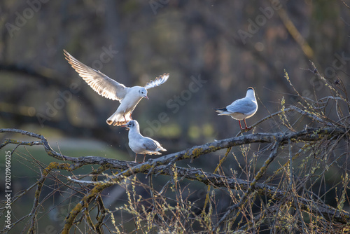 Black-headed gulls perched on bare tree branches with one bird landing in dynamic flight on a sunny spring day