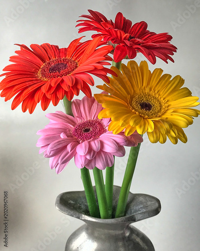фотографія Barberton daisy in close up