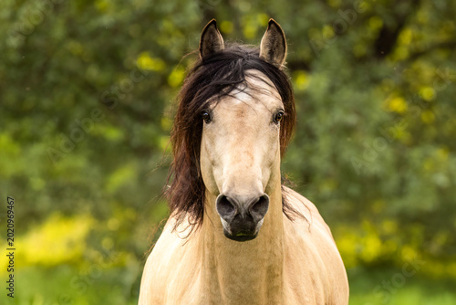 Bild auf Leinwand Buckskin Barb stallion standing on green pasture in warm evening light with natu