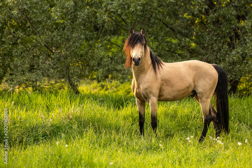 Buckskin Barb stallion standing on green pasture in warm evening light with natural woodland background