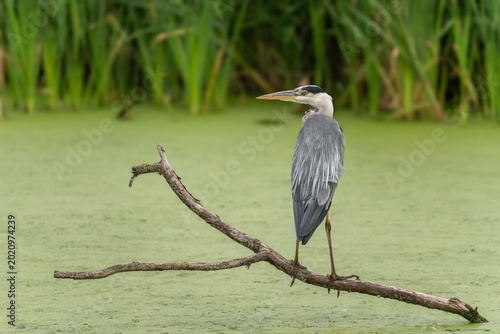 Foto Grey heron Ardea cinerea standing on branch over green duckweed pond, reedmace b