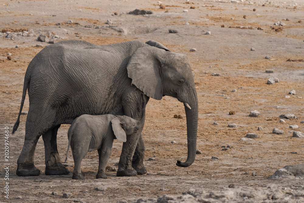 Fototapeta premium Female African Elephant (Loxodonta africana) with young calf at a waterhole in Etosha National Park, Namibia