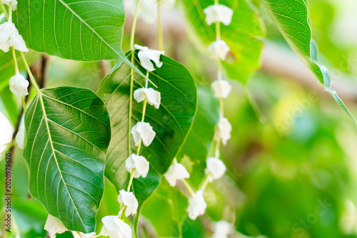 Bild auf Leinwand White flower guirlande hanging from a Bodhi tree, Anuradhapura, Sri Lanka