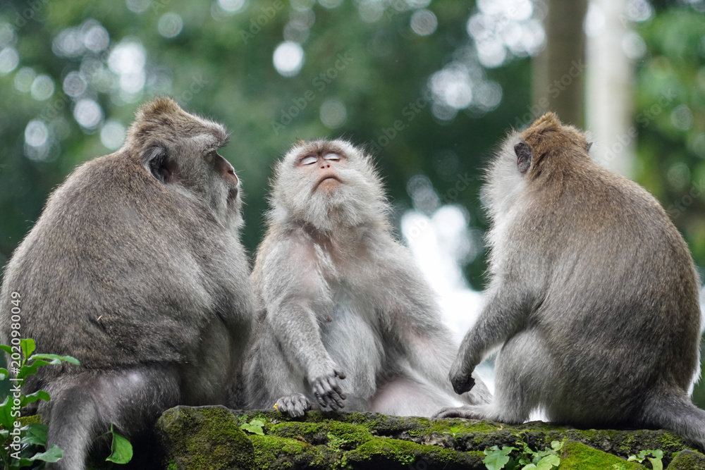 Foto Macaque monkeys in ubud monkey forest