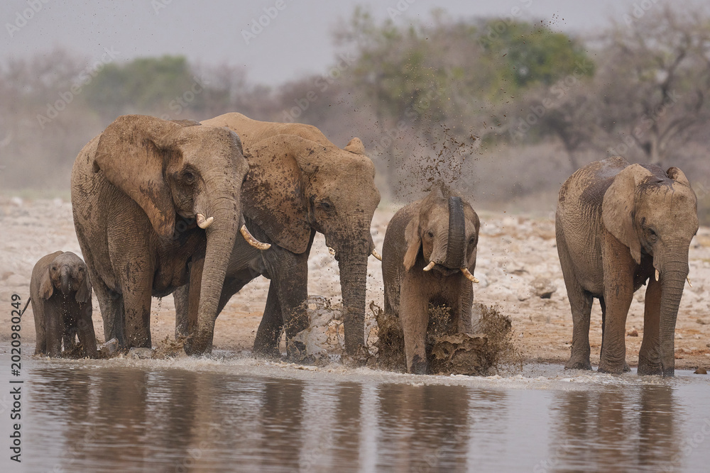 Obraz premium African elephant (Loxodonta africana) drinking and splashing around at a waterhole in Etosha National Park in Namibia