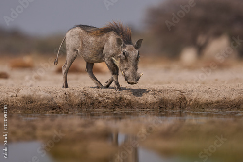 Photos Warthog (Phacochoerus aethiopicus) at a waterhole in Onguma Nature Reserve abutting Etosha National Park in Namibia