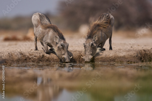 Bild auf Leinwand Warthog (Phacochoerus aethiopicus) at a waterhole in Onguma Nature Reserve abutting Etosha National Park in Namibia
