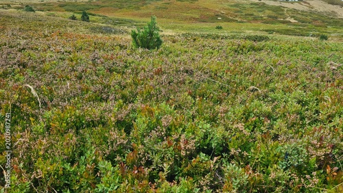 Canvastavla Les magnifique paysages de champs de myrtilles et d'airelles quelque part non lo
