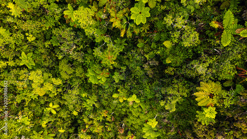 Obraz na płótnie Aerial top down view of lush tropical ferns and foliage