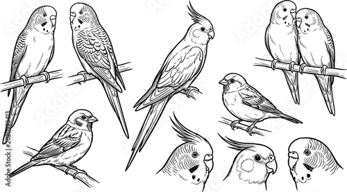 Foto Black and White Hand Drawn Sketch Collection of Budgie Cockatiel and Sparrow Bir
