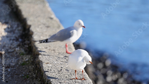 Tableau sur toile Two Red-legged Seagulls Resting on a Sunlit Coastal Wall