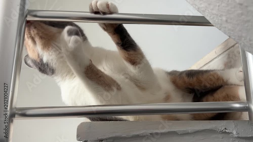 Low angle tracking shot of a curious calico cat resting on a concrete staircase