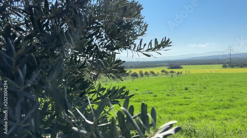 Close-Up Olive Leaves and Branch Sweeping Shot Overlooking Sunny Green Countryside and Power Line
