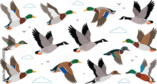 Bild auf Leinwand Flying Wild Duck Collection with Different Bird Poses in the Sky for Wildlife Na