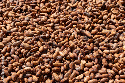 Фотография Close-up of cocoa beans on a chocolate plantation in Palmar Grande, Dominican Republic