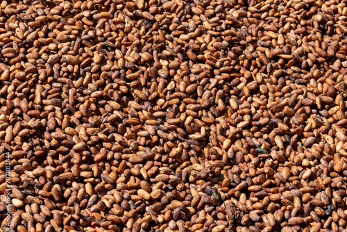Εκτύπωση καμβά Close-up of cocoa beans on a chocolate plantation in Palmar Grande, Dominican Republic
