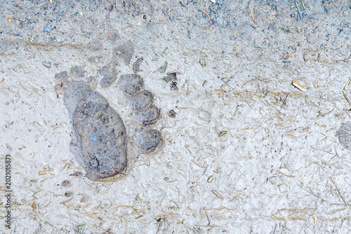 Brown bear paw print impressed in muddy forest ground, representing wildlife adventure and nature exploration in the outdoor tourism landscape of Trentino, Friuli Venezia Giulia, Italy.