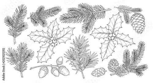 Vintage hand drawn botanical sketches of pine branches holly leaves acorns and pinecones for winter holiday decor.