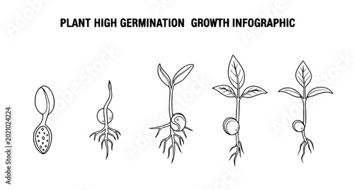 Tableau sur toile Plant germination and growth stages infographic showing seed development process