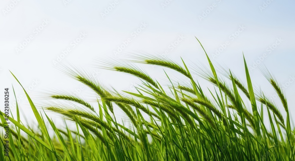Fototapeta premium Green blades of wild grass bend and sway rhythmically in a strong summer breeze against a soft, bright sky backdrop, symbolizing change and growth, environment, green, texture